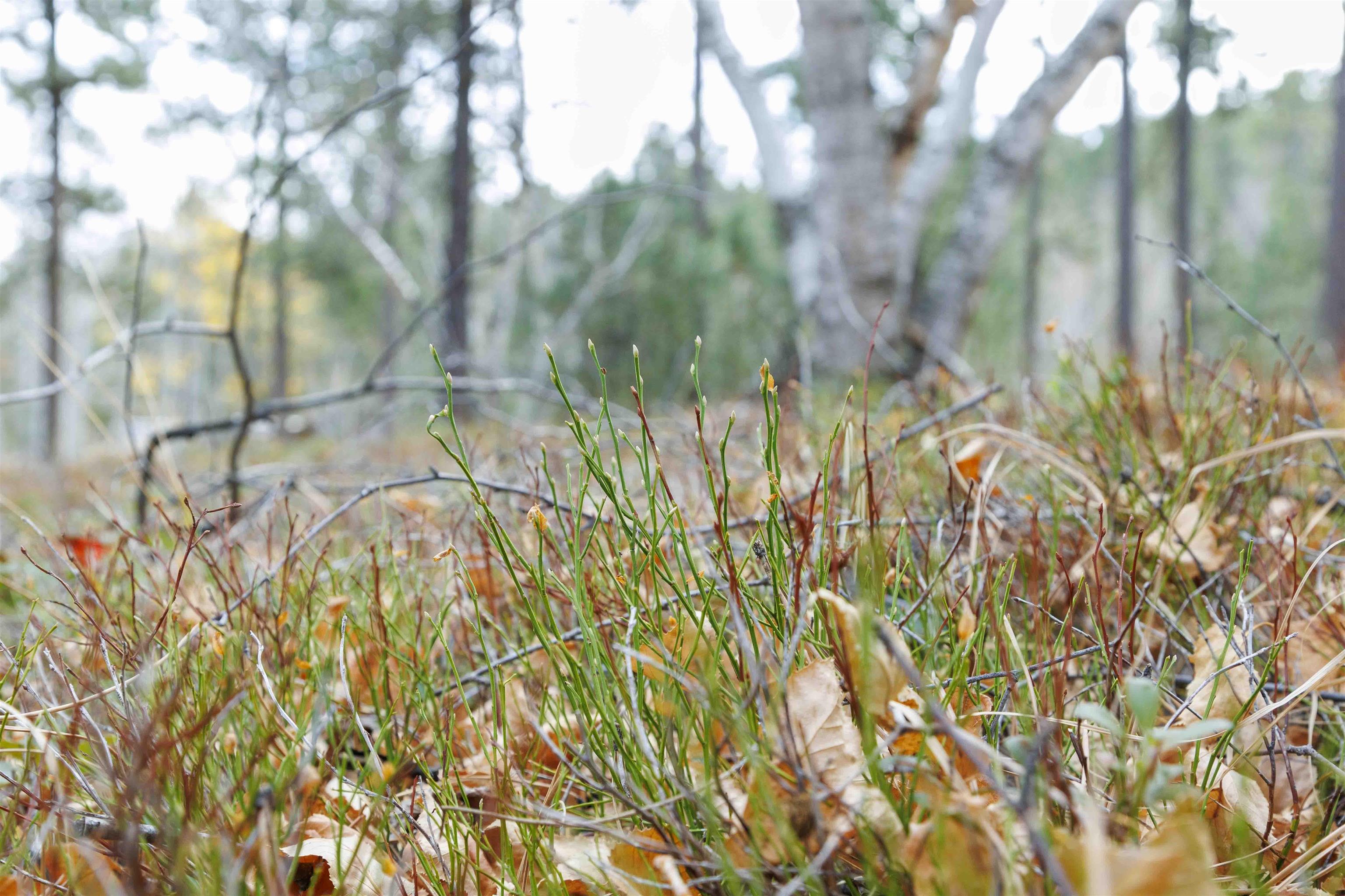 Lot 4 Blk 8 Autumn Lane