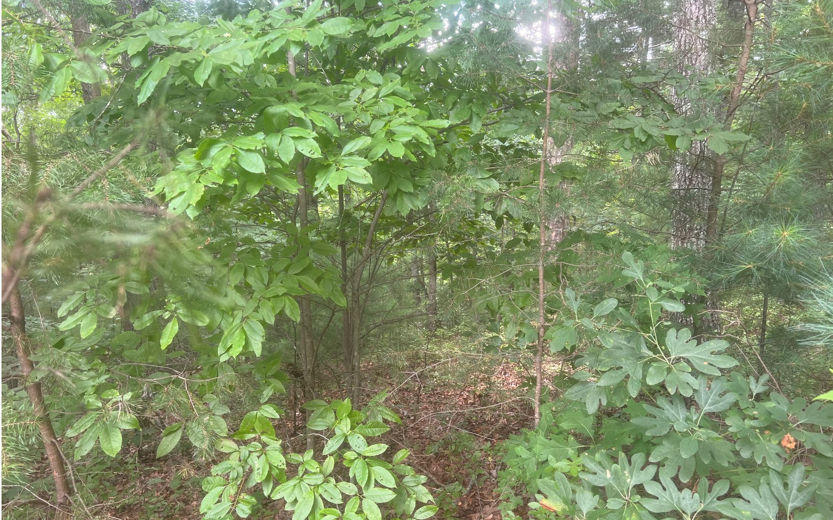 LOT 8 Abbott Mill Road