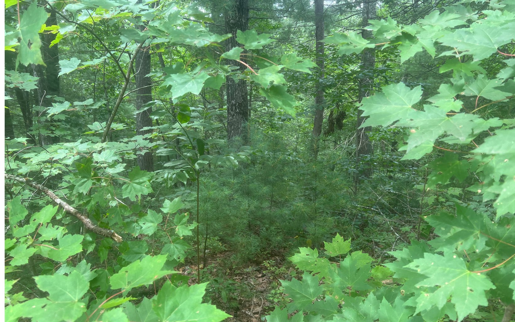 LOT 8 Abbott Mill Road
