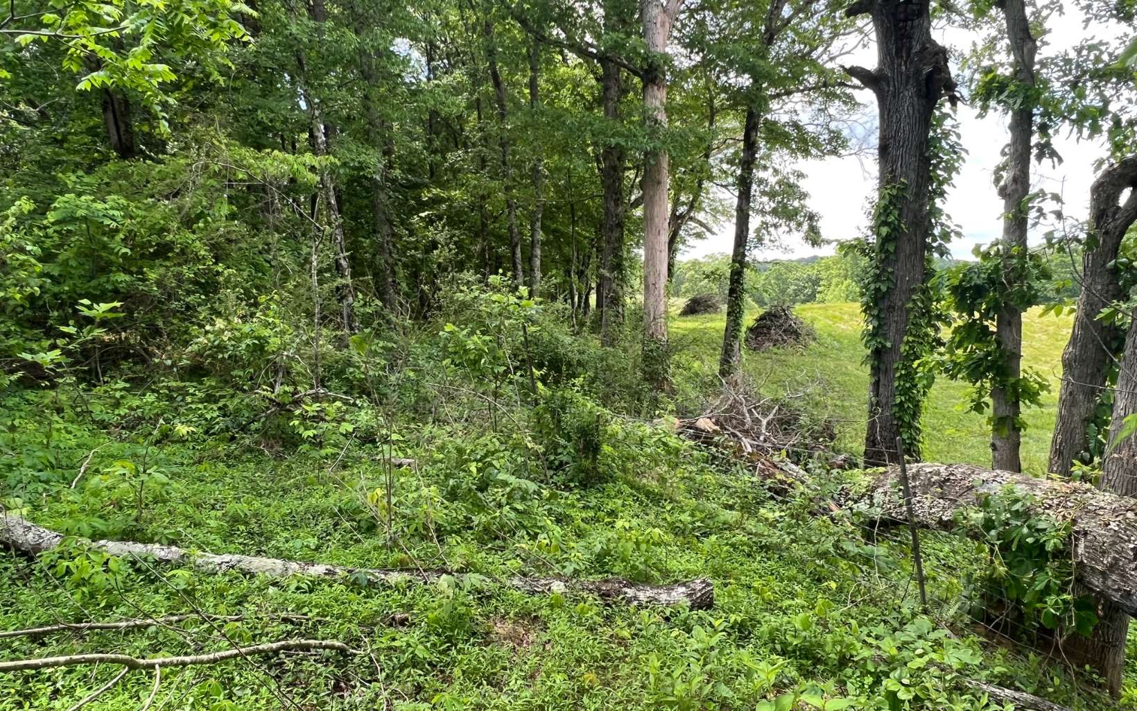 TCT 1 Old Hwy 5s