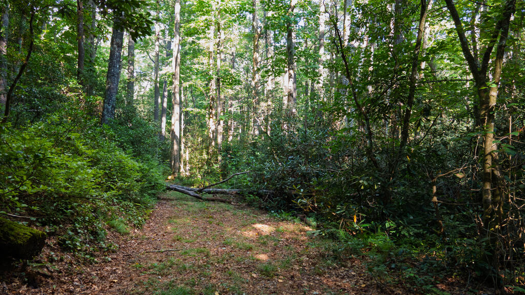 788 Rainey Knobs Rd