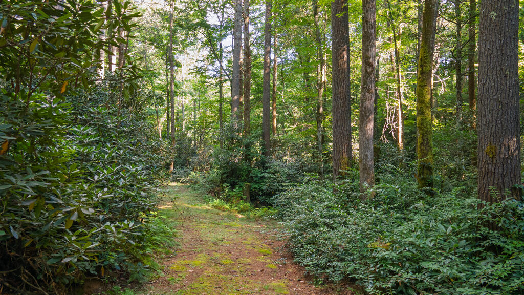 788 Rainey Knobs Rd