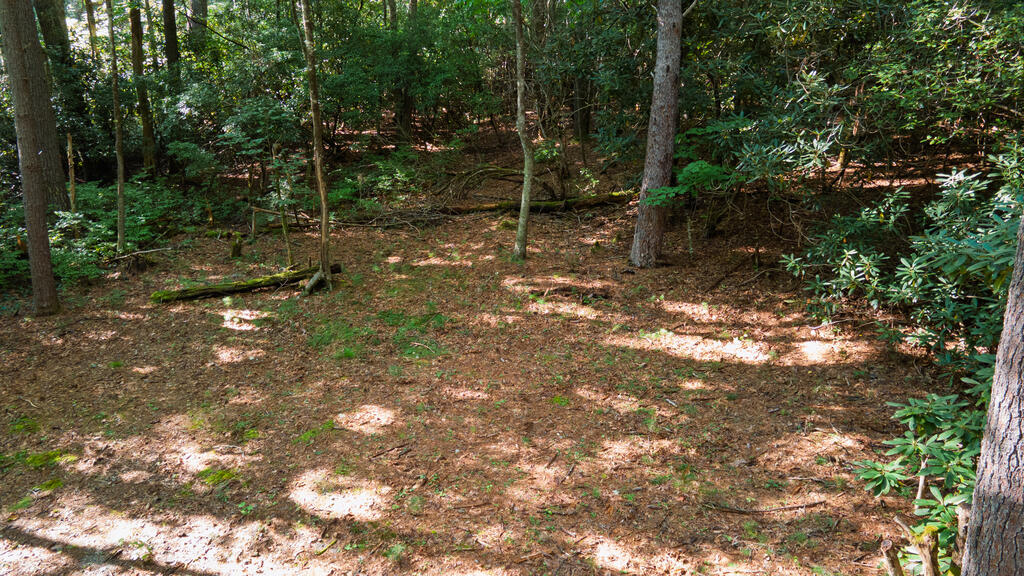 788 Rainey Knobs Rd