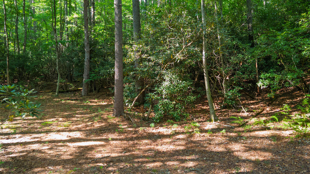 788 Rainey Knobs Rd