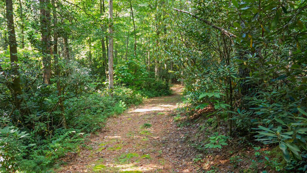 788 Rainey Knobs Rd