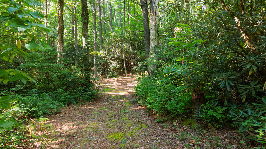 788 Rainey Knobs Rd