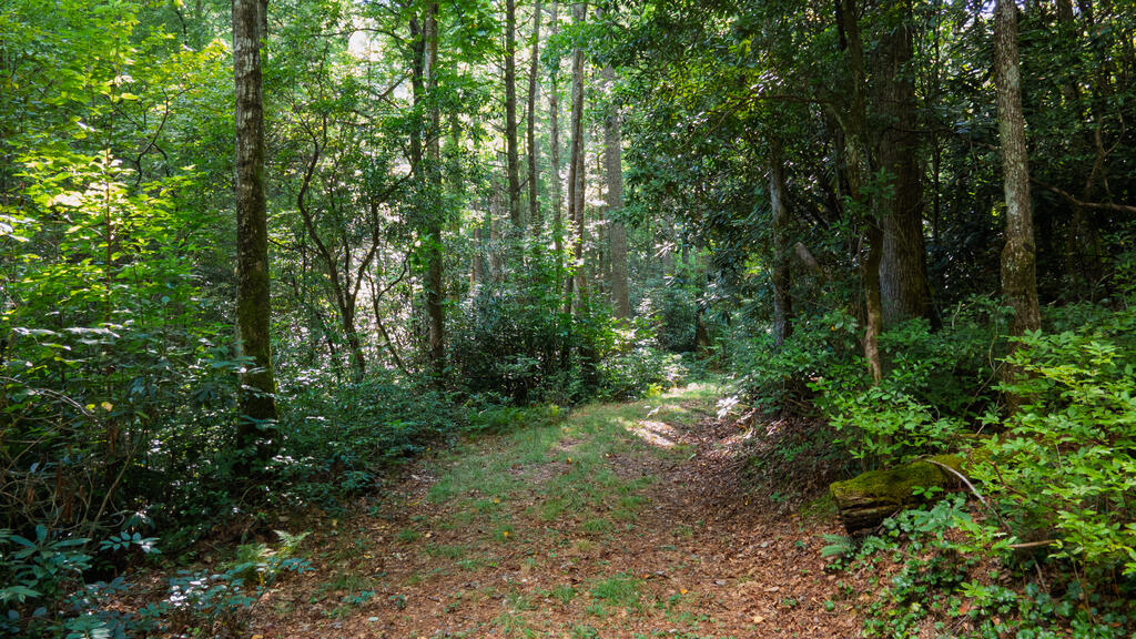 788 Rainey Knobs Rd