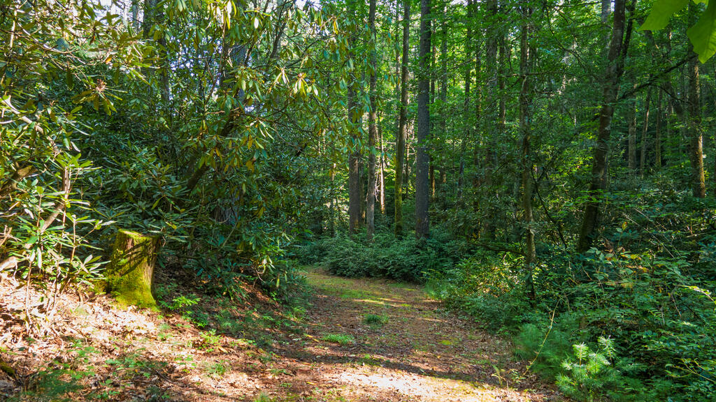 788 Rainey Knobs Rd