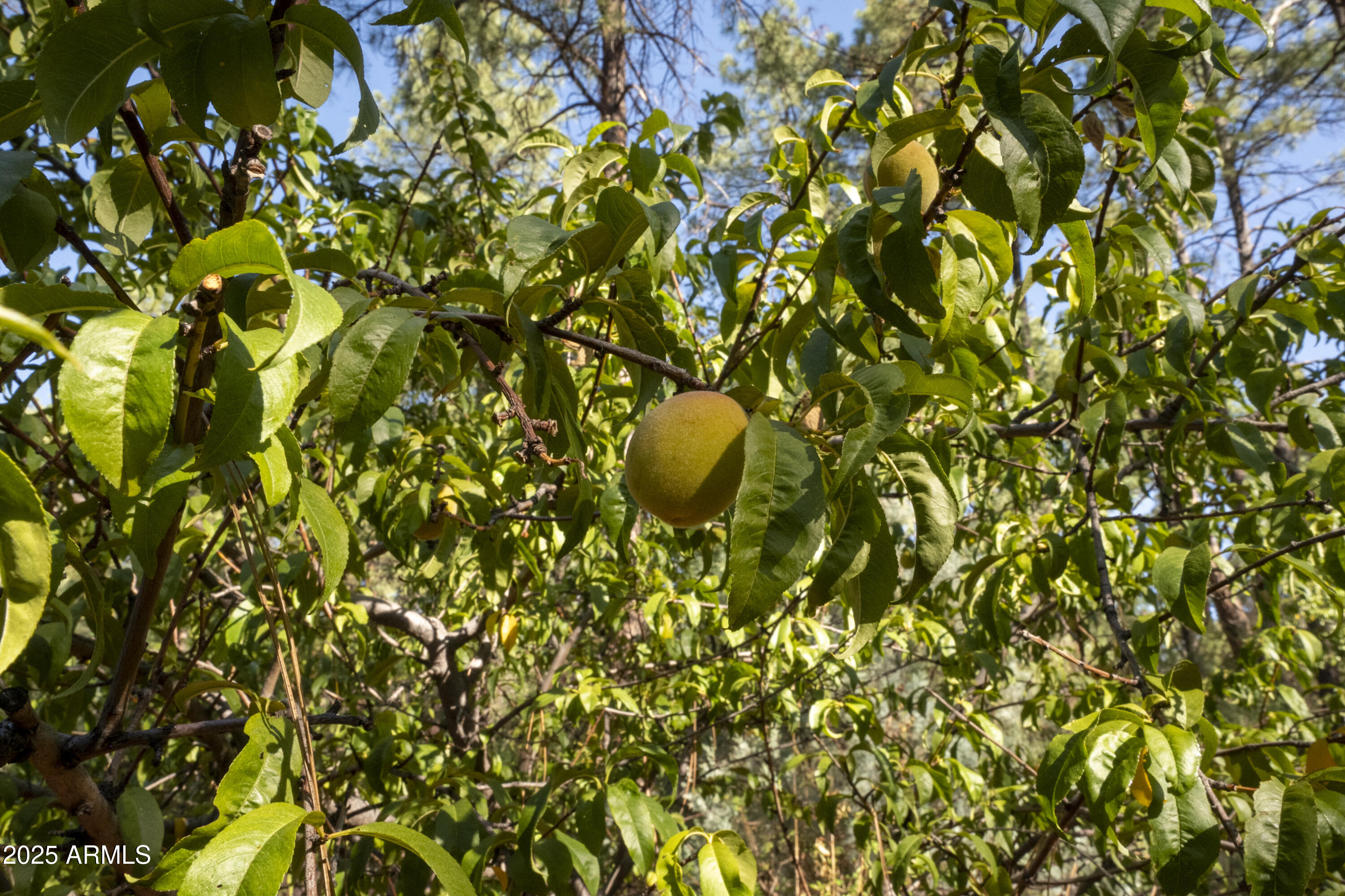 3570 N PINE VIEW Drive