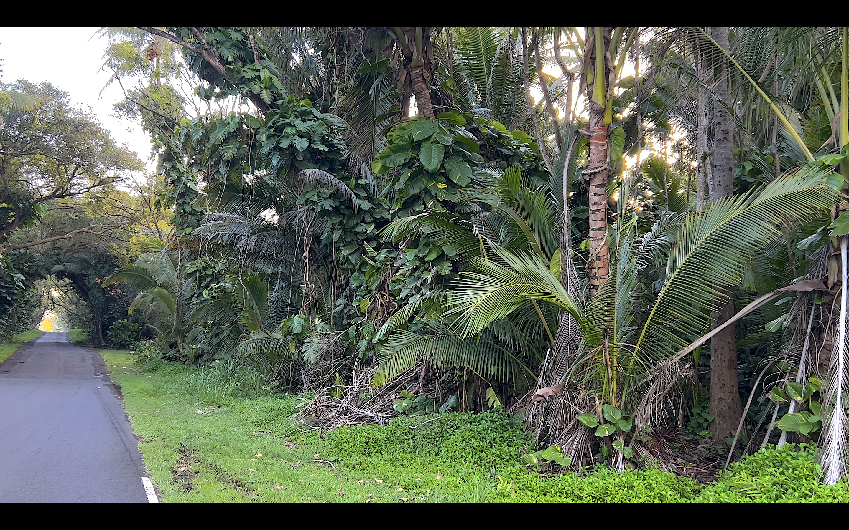 KAPOHO KALAPANA RD