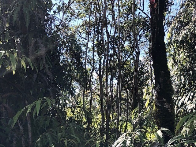 PALAINUI AVE