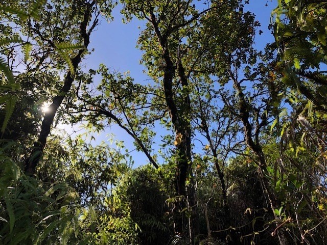 PALAINUI AVE
