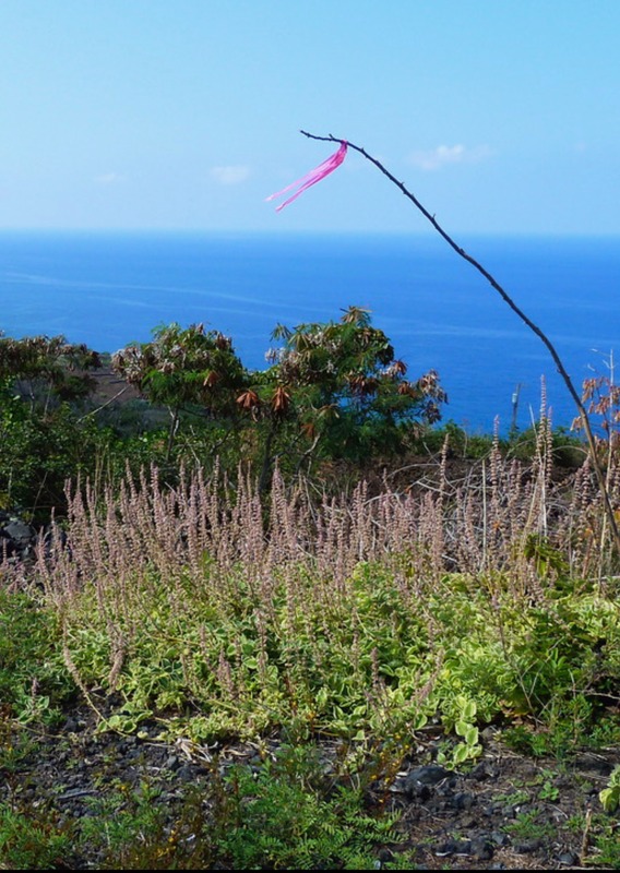 87-3179 HONU HIAMOE RD