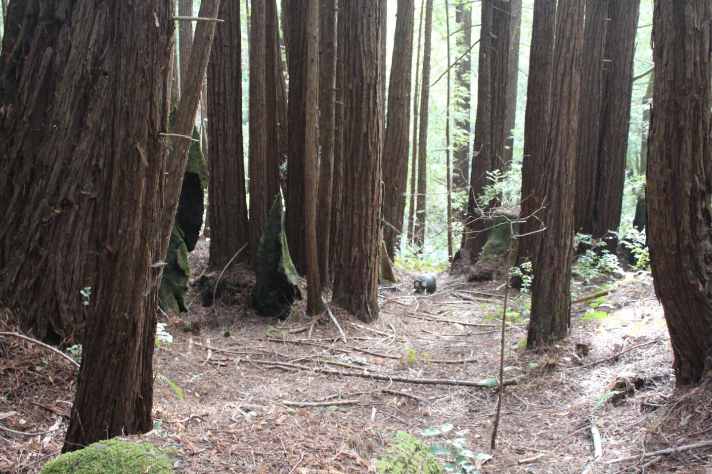 000 Tunitas Creek RD