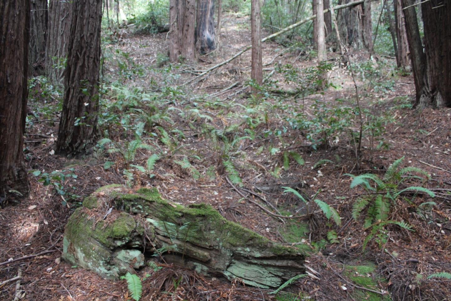 000 Tunitas Creek RD