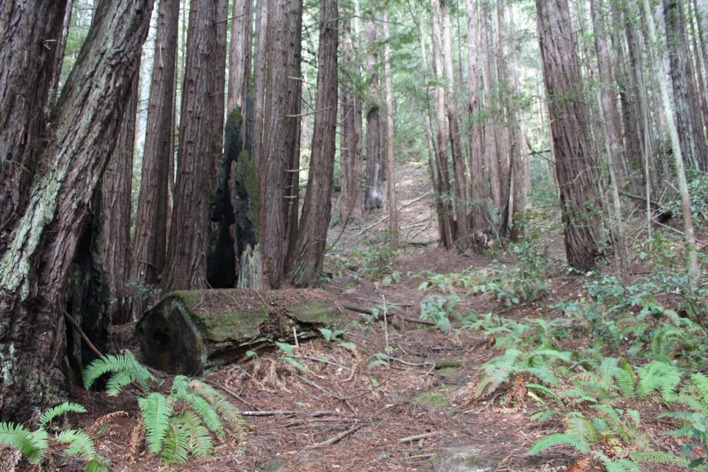 000 Tunitas Creek RD