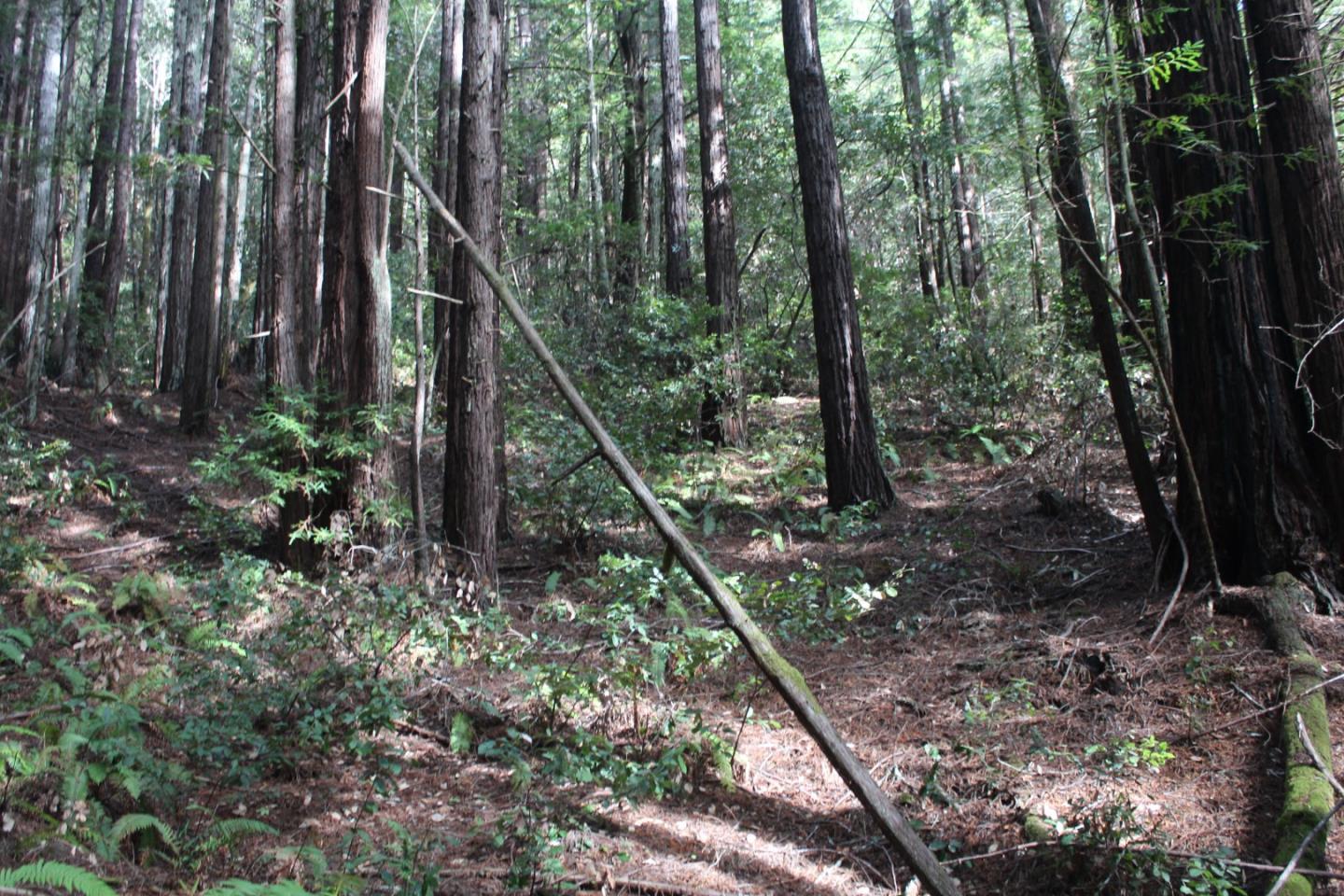 000 Tunitas Creek RD