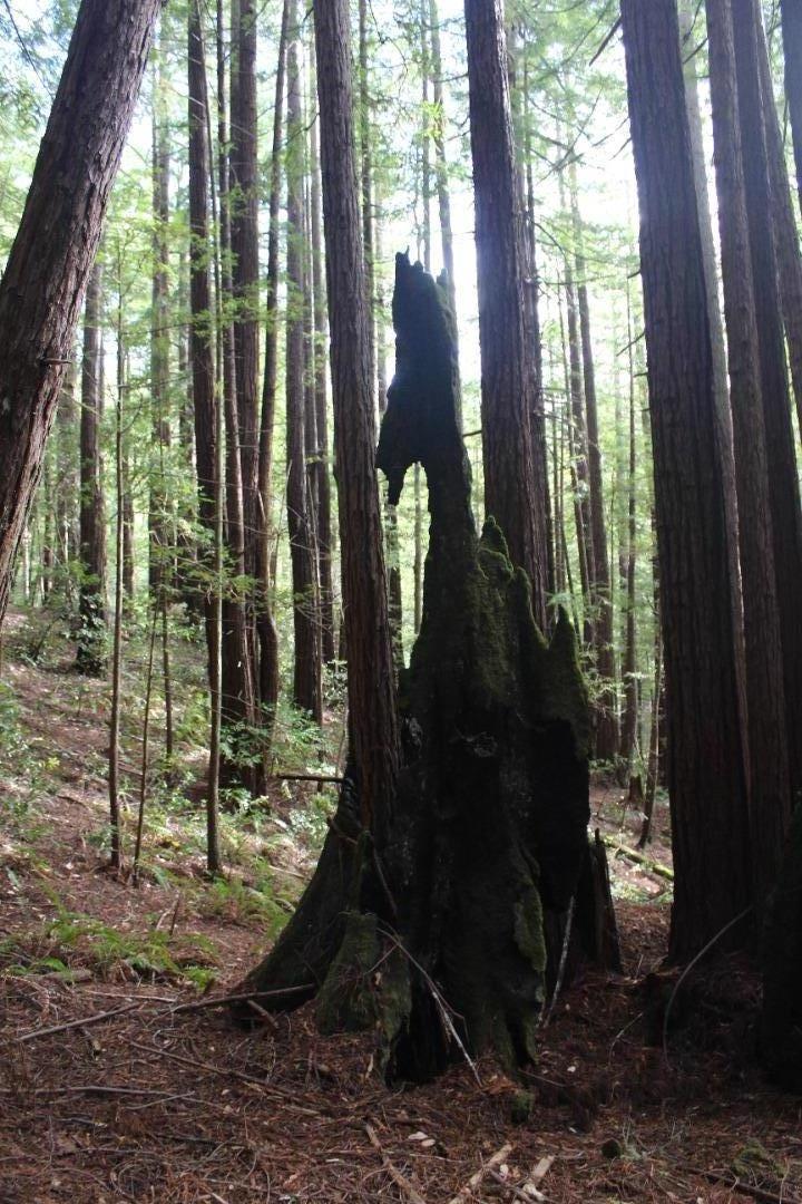 000 Tunitas Creek RD