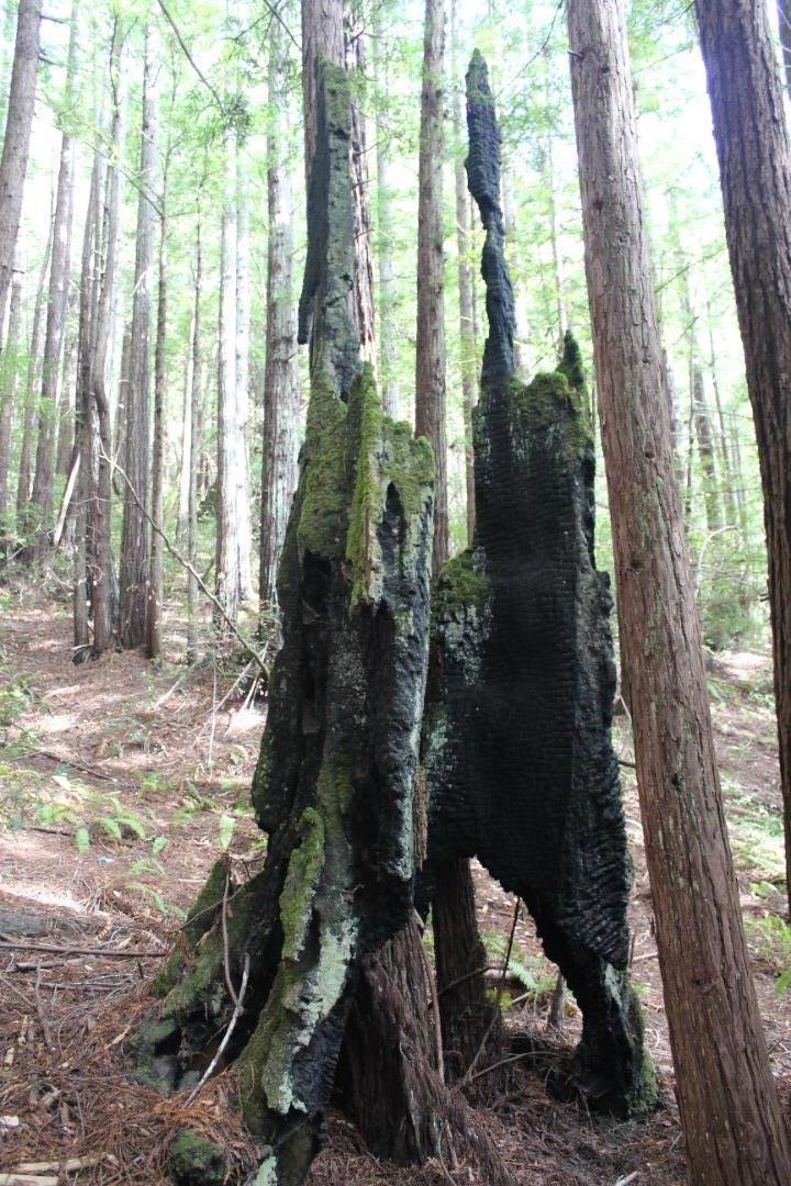 000 Tunitas Creek RD