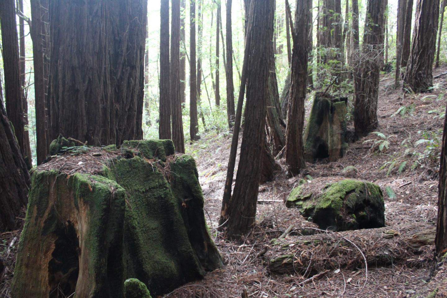 000 Tunitas Creek RD