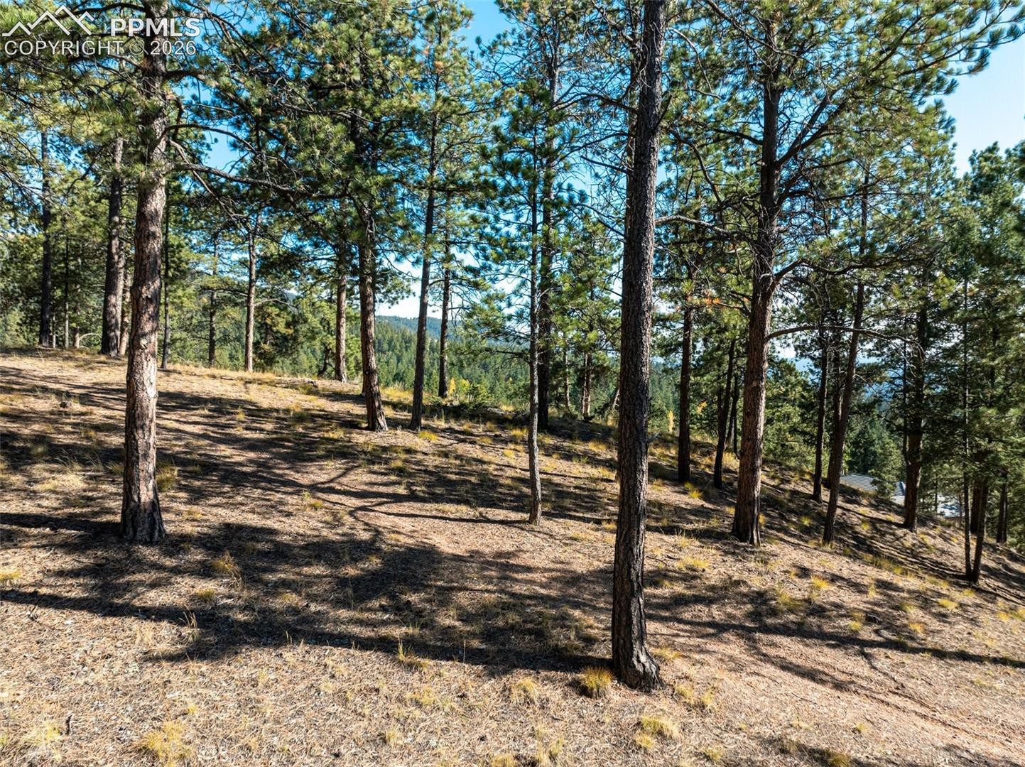 Sloping wooded property with mature pines and a distant tree-covered ridge.