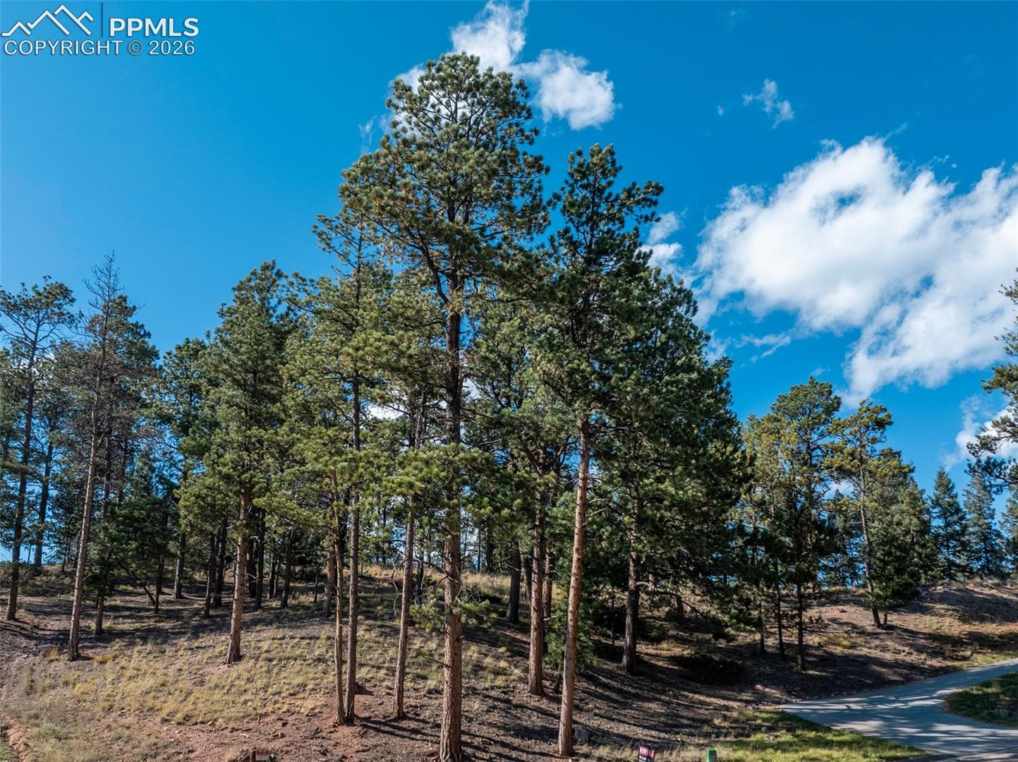 Wooded lot with tall pine trees and a paved road along its edge.