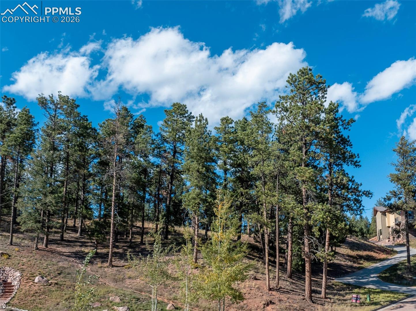 Wooded hillside lot with tall pines beside a paved road and a house at the edge.