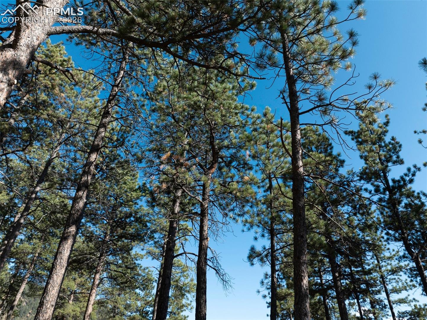 Tall pine trees reach into a clear blue sky on the wooded property.