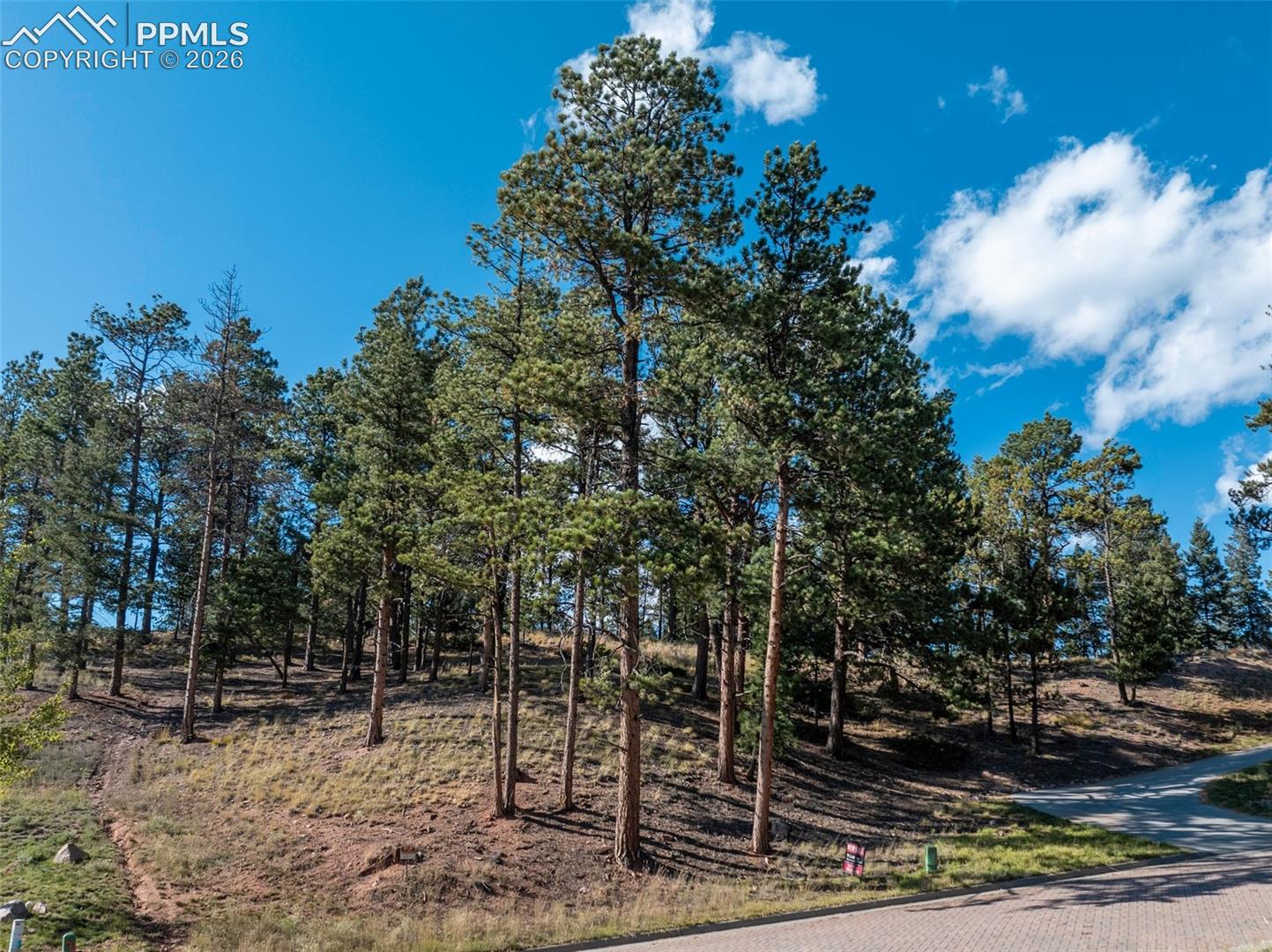 Wooded vacant lot with mature pine trees, sloping terrain, and paved road frontage.
