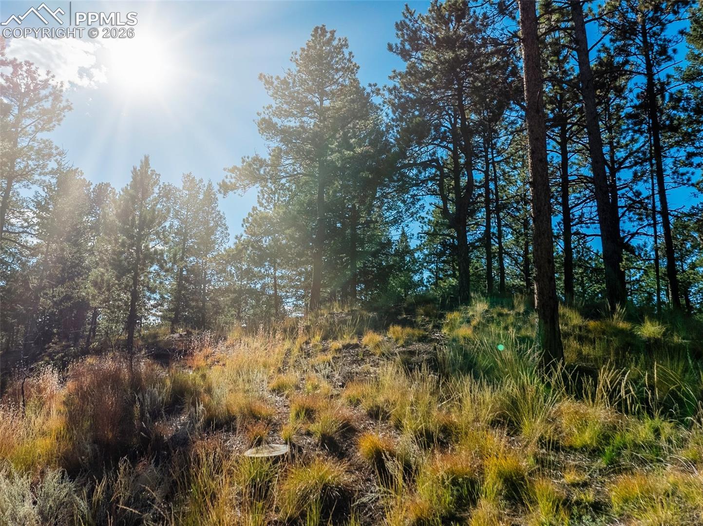 Wooded property with tall pines, dry grasses, and rocky ground in bright sunlight.
