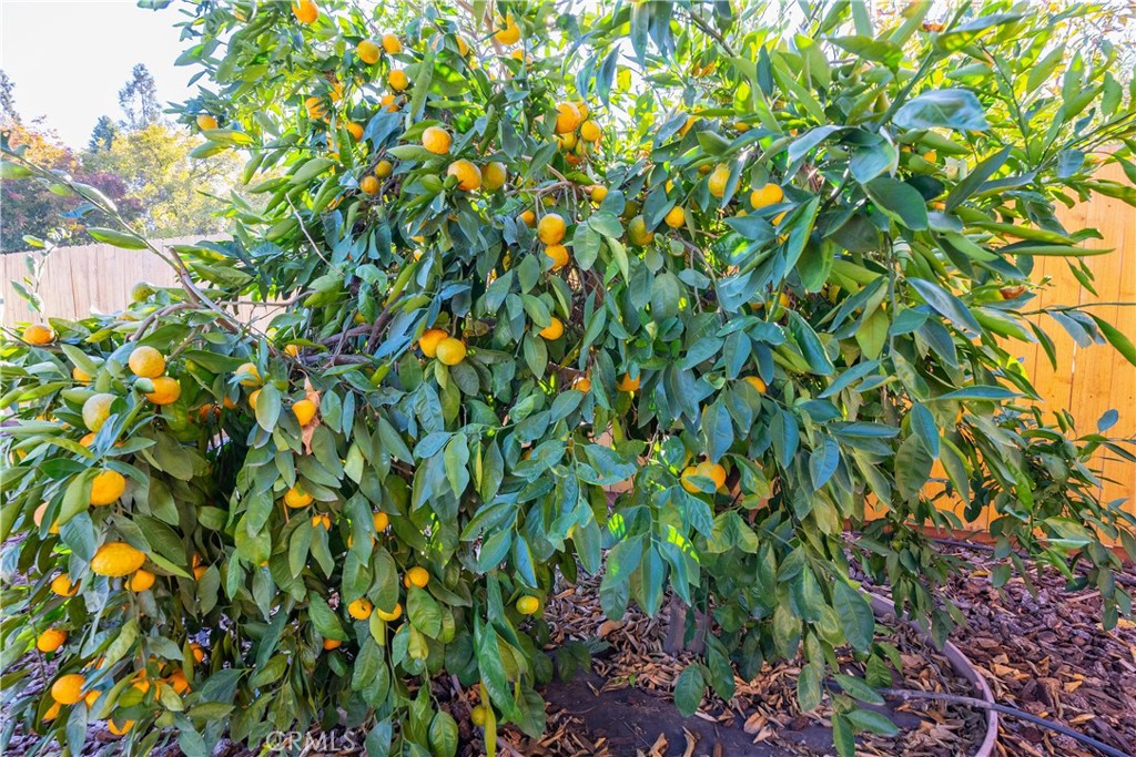 Fruit-laden citrus tree with oranges in a fenced, mulched backyard.