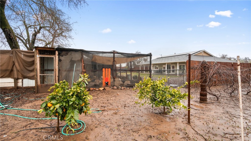 Backyard with citrus trees and a large mesh garden enclosure beside a muddy yard.