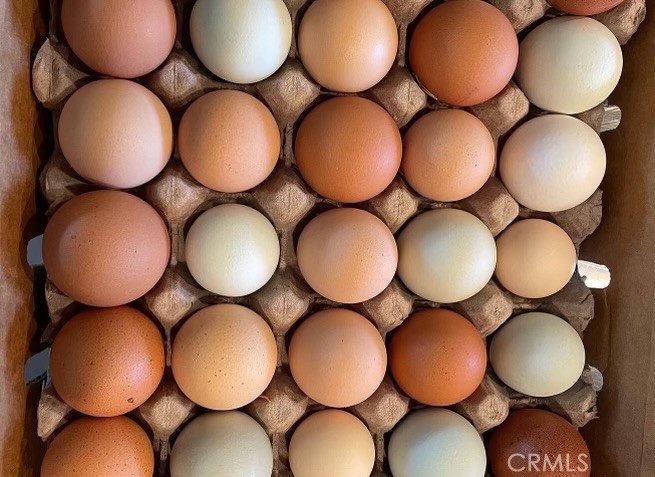Brown, white, and pale blue eggs arranged in a cardboard carton.