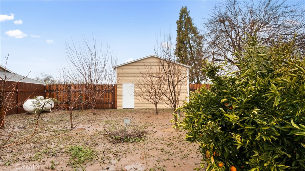 Backyard with a tan shed, wooden fencing, bare trees, and a large leafy shrub.
