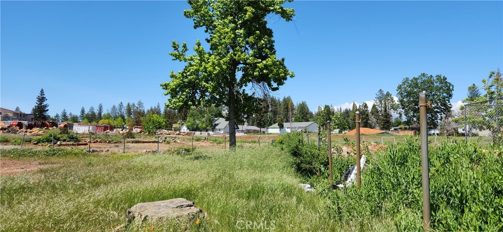 Grassy vacant lot with a large mature tree and fencing.