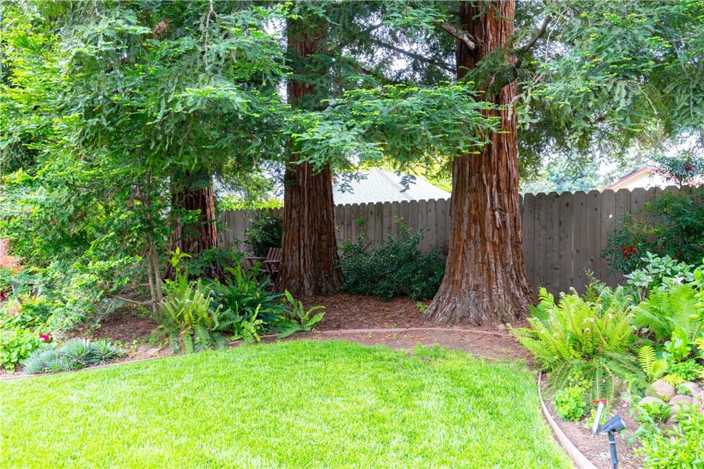 Backyard with a green lawn, mature redwood trees, ferns, and a wooden privacy fence.
