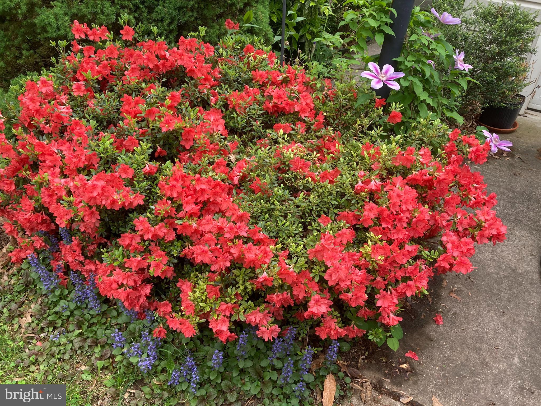 6036 CHARLES EDWARD TERRACE