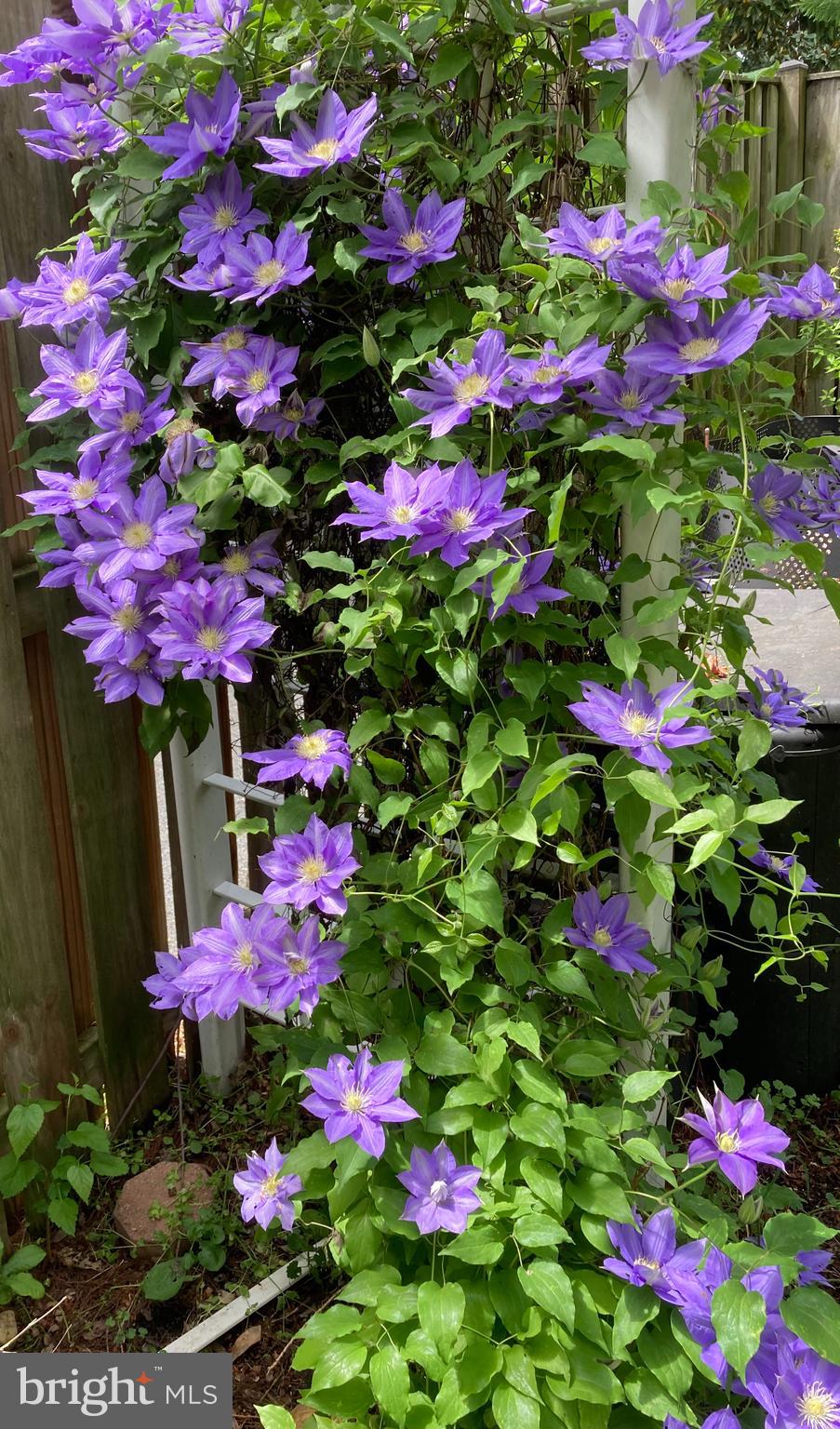 6036 CHARLES EDWARD TERRACE