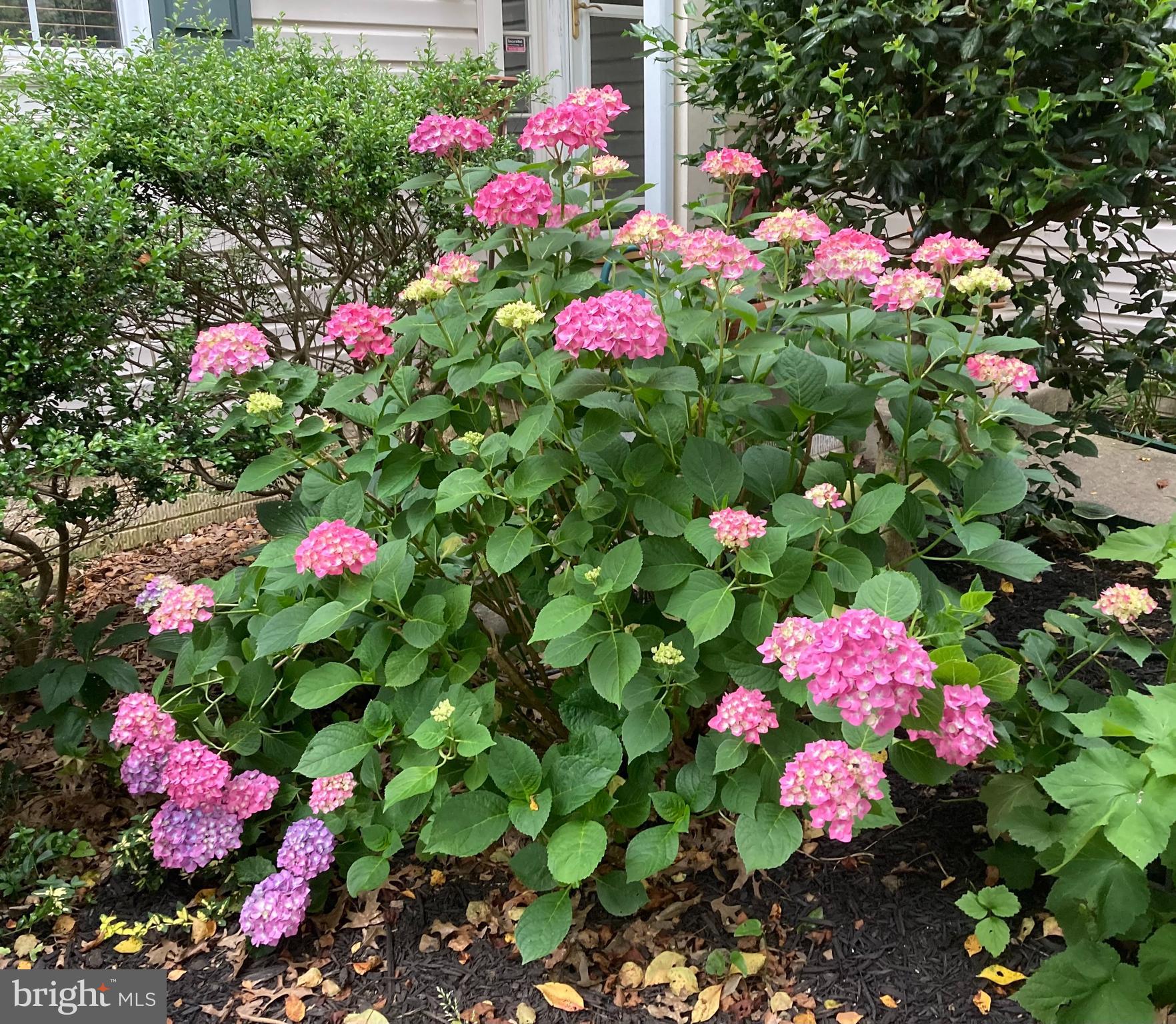 6036 CHARLES EDWARD TERRACE