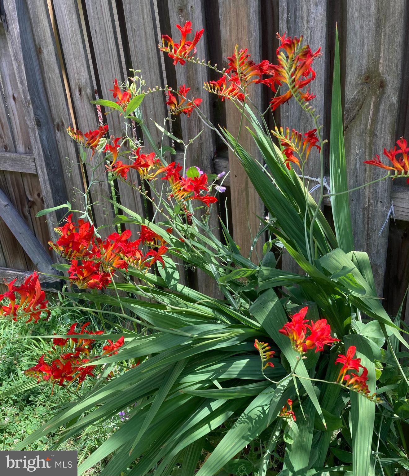 6036 CHARLES EDWARD TERRACE