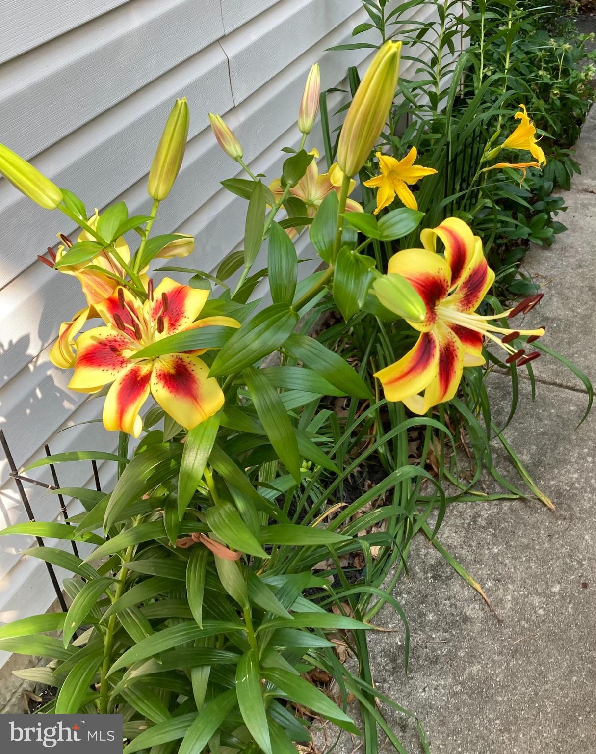 6036 CHARLES EDWARD TERRACE