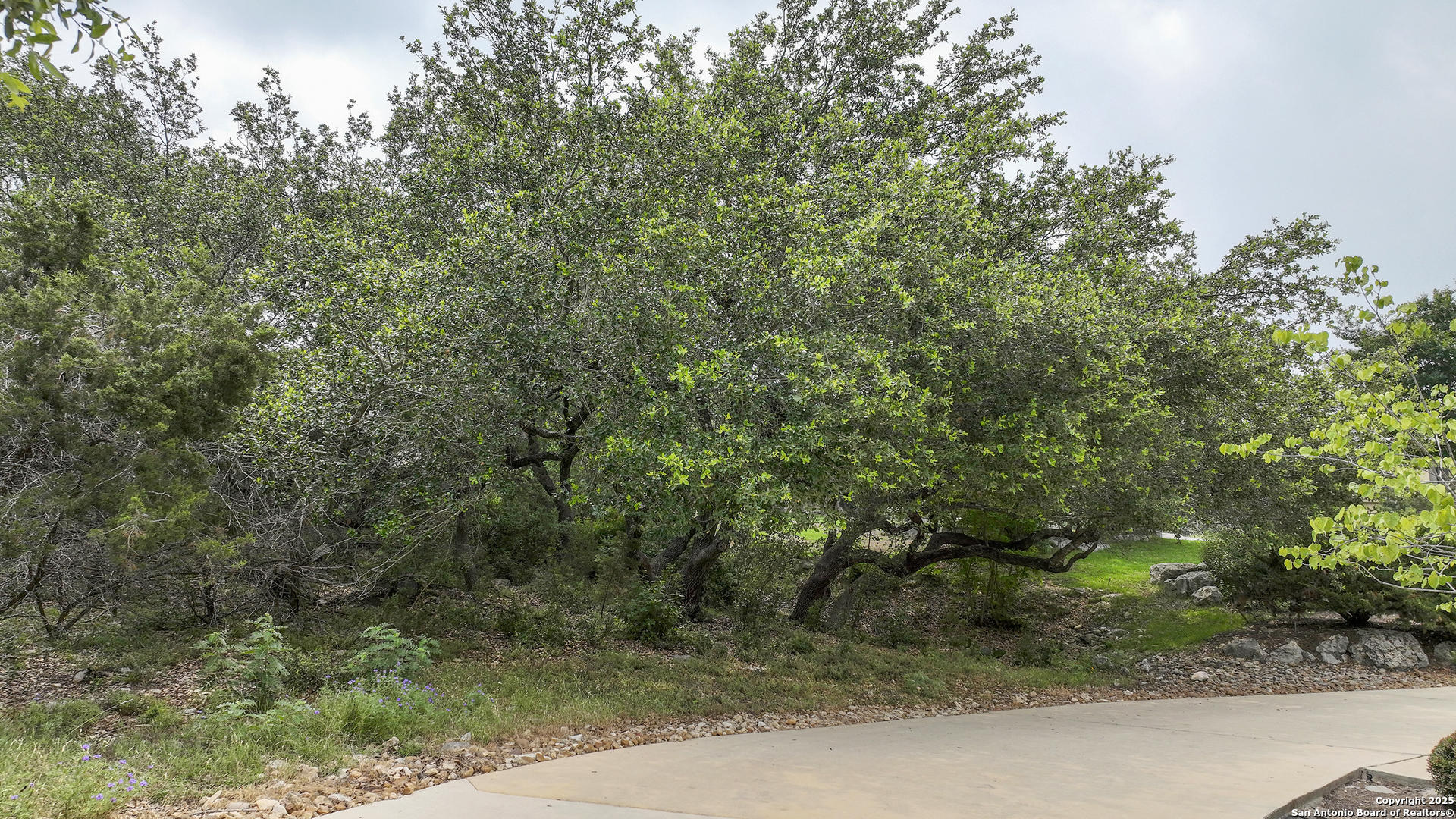 24707 PLAYER OAKS