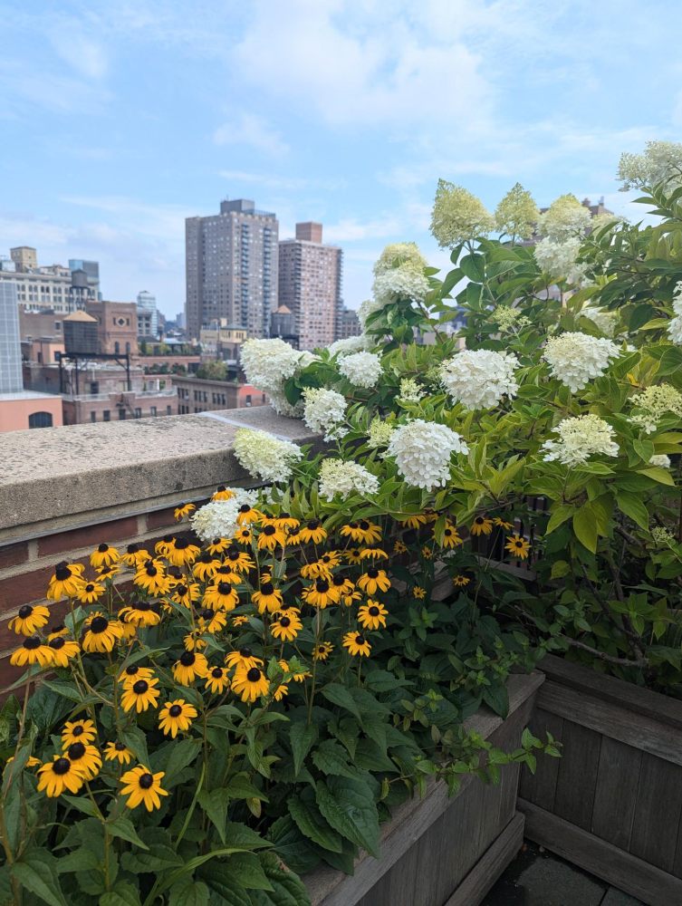 41 5TH Avenue 15A