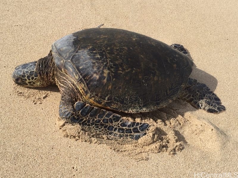 68-121 Au Street 301