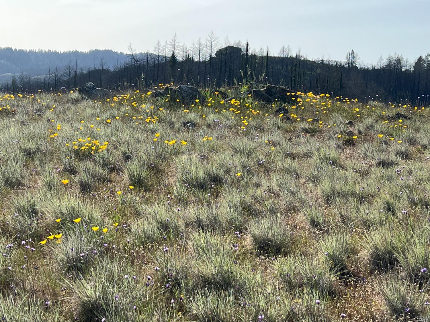 4100 Wallace Creek Rd