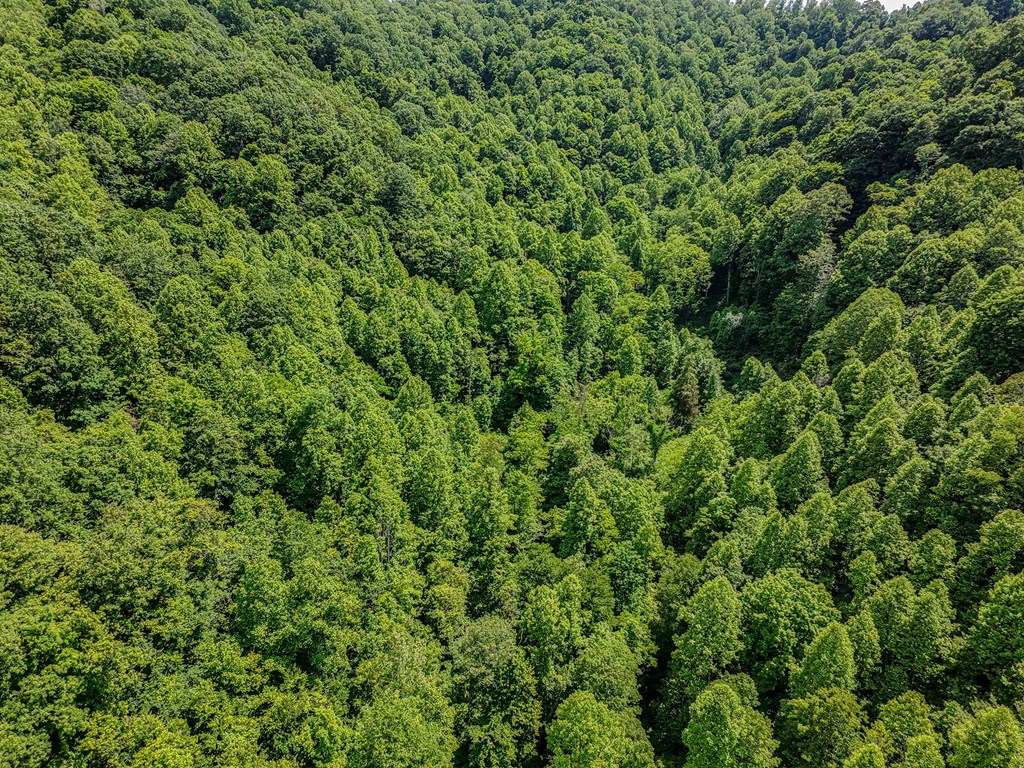 TBD Osborne Branch Road