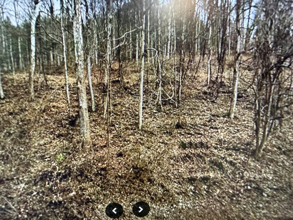 Wooded vacant lot with bare trees and fallen leaves.