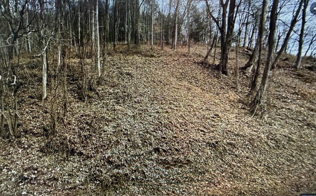 Wooded lot with a leaf-covered opening among bare trees.