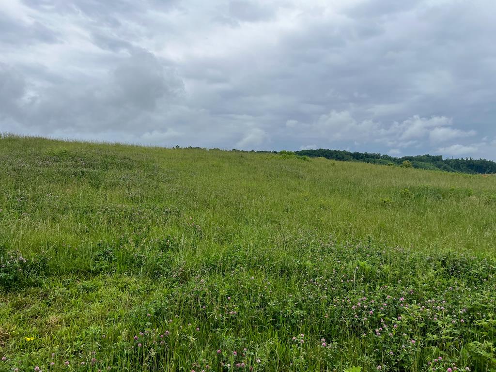 Lot 7 Homestead Way
