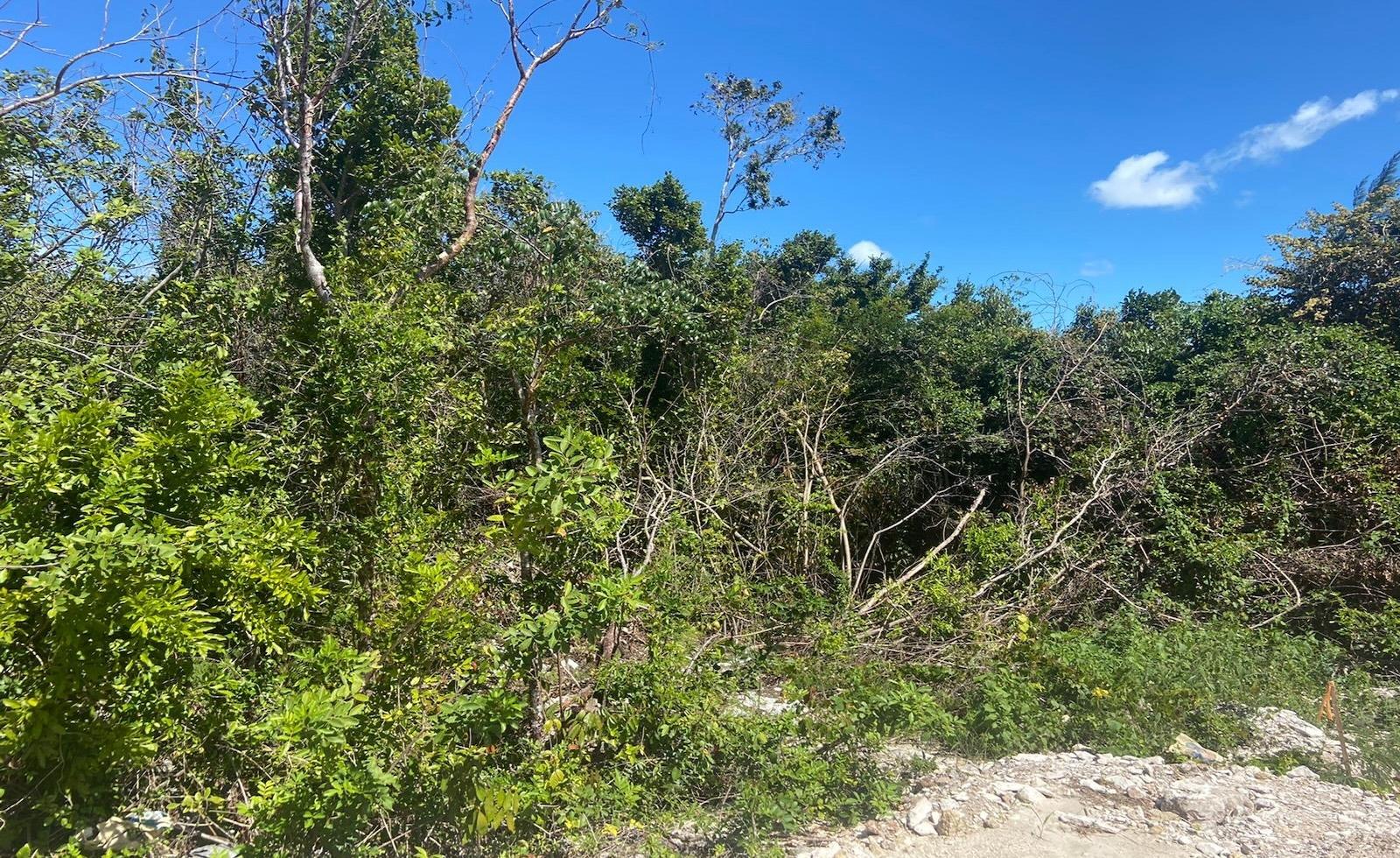 LOT 5, JACARANDA
